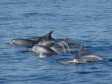 Haiti - Environment : Call for the protection of bottlenose dolphins near the Haitian coast
