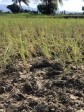 Haïti - Vallée de l'Artibonite : La production de riz, une catastrophe en 2022