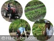 Haïti - Agriculture : Plan de Relance de la Production Agricole (Nord et Nord-Est)