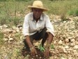 Haïti - Environnement : Modèle d'autofinancement en agro-foresterie