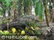 Haïti - Agriculture : Secteur agricole très exposé et peu assuré...