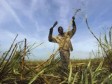 Haiti - Social : Haitian workers in the sugar plantations without immigration status !
