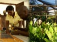 Haiti - Social : Energy and Environment in the Plateau Central