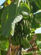 Haïti - Agriculture : La banane en vedette