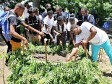 Haiti - Agriculture : Practical training on the manufacture of organic compost