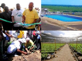 Haïti - Agriculture : $27M pour la production de bananes destinées à l'exportation