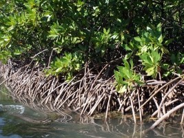 Haiti - Environment : Extremely worrying situation of mangroves