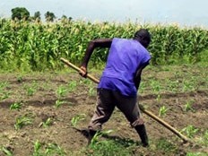 Haiti - Agriculture : The exodus of the young of rural