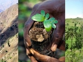 iciHaïti - Environnement : Lancement du Challenge du reboisement aux Gonaïves