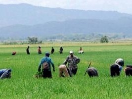iciHaïti - Social : Plus de 50% des travailleurs agricoles haïtiens, inscrit au PNRE