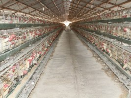 iciHaïti - Agriculture : «Chic Poulet» produit 4 millions d'oeufs par mois