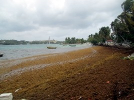 iciHaiti - FLASH : Appearance of an abnormal quantity of seaweed