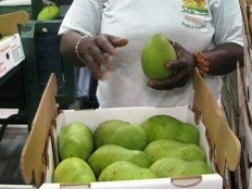 Haiti - Economy : Two new post-harvest centers for mangos