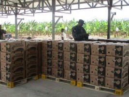 Haiti - Economy : Haiti again banana exporter