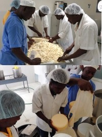 iciHaiti - Agriculture : Strengthening of cheese production in the country