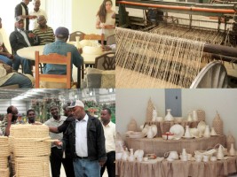 iciHaiti - Agriculture : Towards the revival of production of Sisal