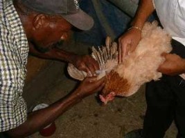 iciHaïti - Agriculture : Vaccination des poulets contre la maladie de Newcastle