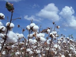 Haïti - Agriculture : Étude sur la réintroduction du coton comme culture d'exportation