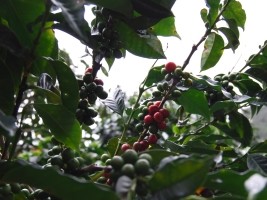 Haiti - Agriculture : Haiti from producer to exporter of coffee