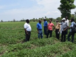 Haïti - Agriculture : Le Ministre Laurore en tournée dans l'Artibonite