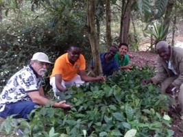 iciHaïti - Agriculture : Relance de la filière café à Kenscoff 
