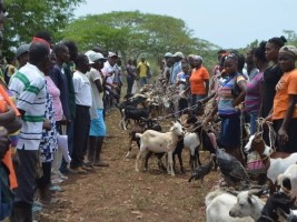 iciHaïti - Agriculture : Cérémonie de passage du don