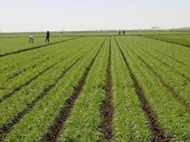 Haïti - Agriculture : Enquête sur la Production Agricole au pays