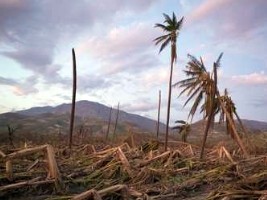 iciHaiti - Agriculture : More than 90% of the coconut trees destroyed in the South