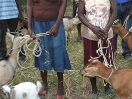 Haiti - FLASH : Make a donation to support the revival of livestock