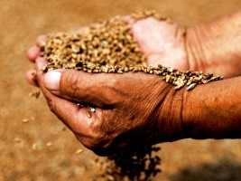 Haiti - Agriculture : Validation of the draft seed bill