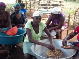 iciHaiti - Agriculture : Rural Communication and Family Farming