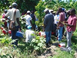 iciHaïti - Gros Morne : 25 agriculteurs équipés et formés au greffage