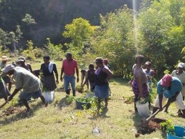 iciHaiti - Environment : Reforestation operation in the South