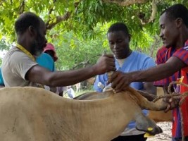 Haïti - Agriculture : Des milliers d'animaux traités en Haïti après le passage d’IRMA