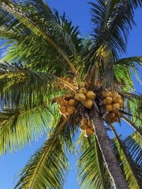 Haiti - Agriculture : Tripartite cooperation in the coconut sector