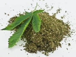 Haiti - Jamaica : A Haitian arrested with nearly 800 kg of Ganja