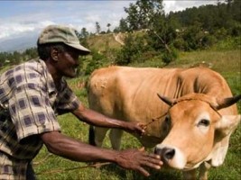 Haïti - Agriculture : Un an après Matthew, l'élevage reprend des forces dans le Grand Sud