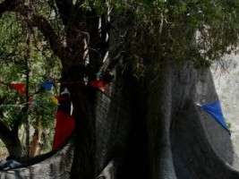 iciHaïti - Environnement : Plantation de 400 «mapous» au Jardin Botanique National