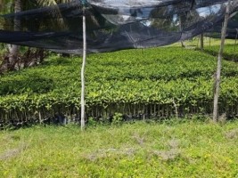 Haiti - Environment : Transplantation of 85,000 mangrove seedlings