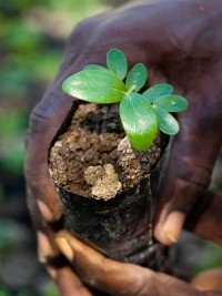 iciHaiti - Grand'Anse : Ambitious project to plant 20 million trees