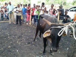 iciHaïti - Trou-du-Nord : Premier concours de bétail en Haïti