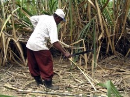 iciHaïti - RD : Déportations illégales de 18 coupeurs de Canne