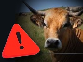 iciHaiti - Belladère : Theft of cattle to the border, 2 wounded and 2 CASEC on the run !