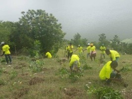 Haïti - Environnement : 300,000 plantules pour protéger le bassin versant de l’étang La Chaux