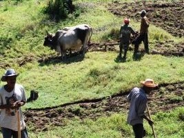 Haiti - Economy : The State will guarantee loans to farmers