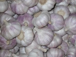 iciHaiti - USA : Coast Guard intercepts 3.5 tons of smuggled garlic from Haiti