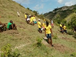iciHaïti - Environnement : Reboisement à Port-Salut