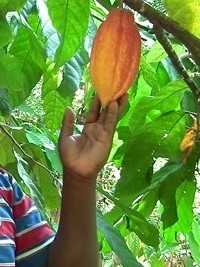 Haiti - Agriculture : The cocoa sectors on the island, under the threat of the scourge of monilia