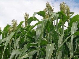 iciHaïti - Agriculture : Perspectives des récoltes 2019-2010 des céréales de base
