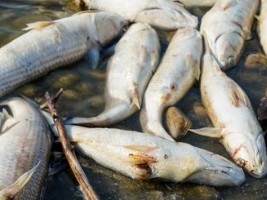 Haïti - FLASH : Poissons morts et contamination, le Ministère lance un appel au calme